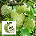Custard Apple Fruit Plant (Hybrid & Grafting )Pack Of-1