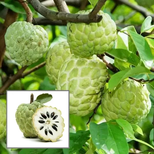 Custard Apple Fruit Plant (Hybrid & Grafting )Pack Of-1