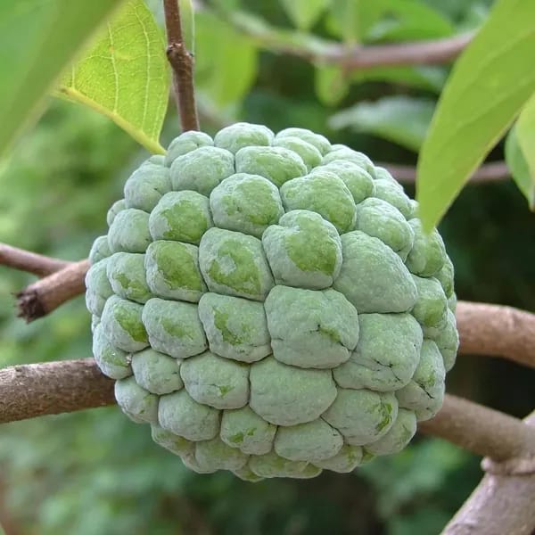 Custard Apple Fruit Plant (Hybrid & Grafting )Pack Of-1