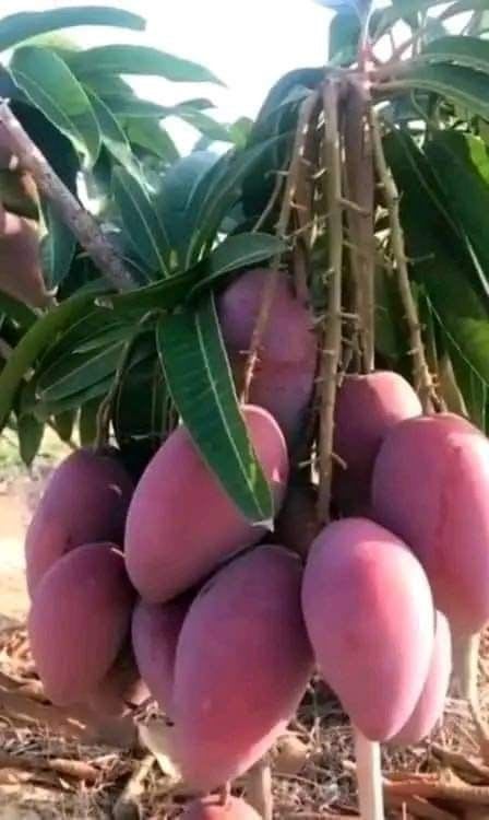 Hybrid Gourmoti Mango 🥭🥭🥭 Grafting Fruit Plant (Pack Of-1 )