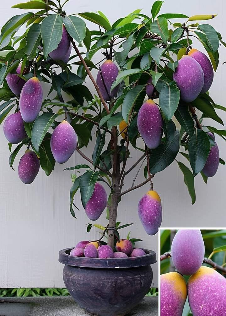 Hybrid Gourmoti Mango 🥭🥭🥭 Grafting Fruit Plant (Pack Of-1 )