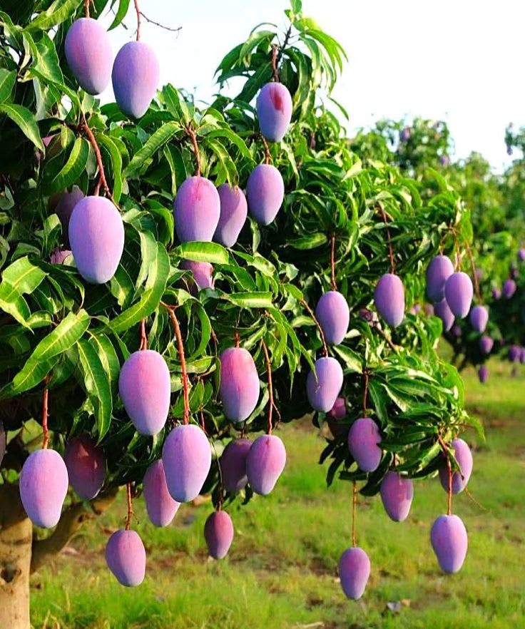 Hybrid Gourmoti Mango 🥭🥭🥭 Grafting Fruit Plant (Pack Of-1 )