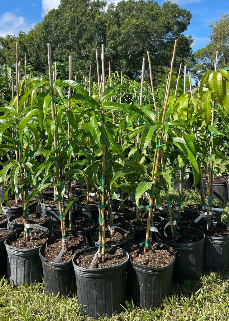 Hybrid Gourmoti Mango 🥭🥭🥭 Grafting Fruit Plant (Pack Of-1 )