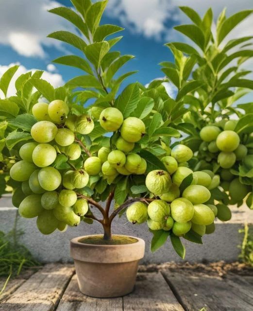 Bangladeshi Hybrid Guava Plant (Pack Of 1)