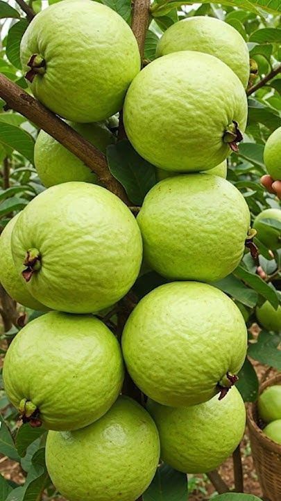 Bangladeshi Hybrid Guava Plant (Pack Of 1)
