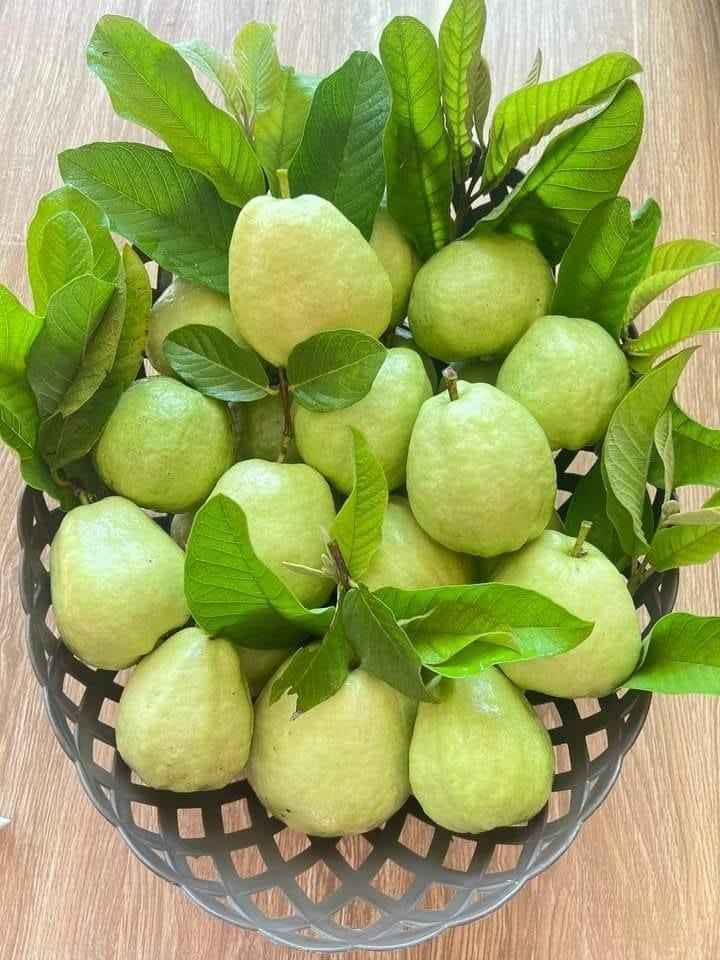 Bangladeshi Hybrid Guava Plant (Pack Of 1)