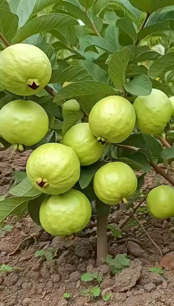 Bangladeshi Hybrid Guava Plant (Pack Of 1)
