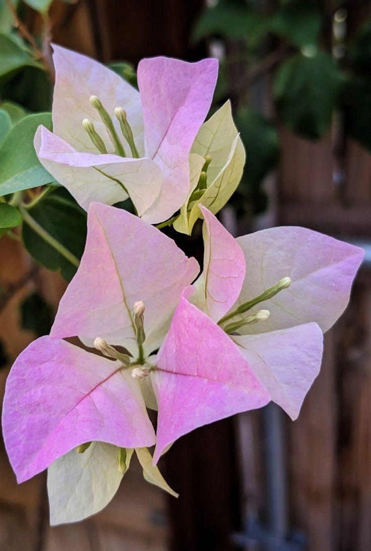 Begum Sikander Bougainvillea (Pack Of 1)