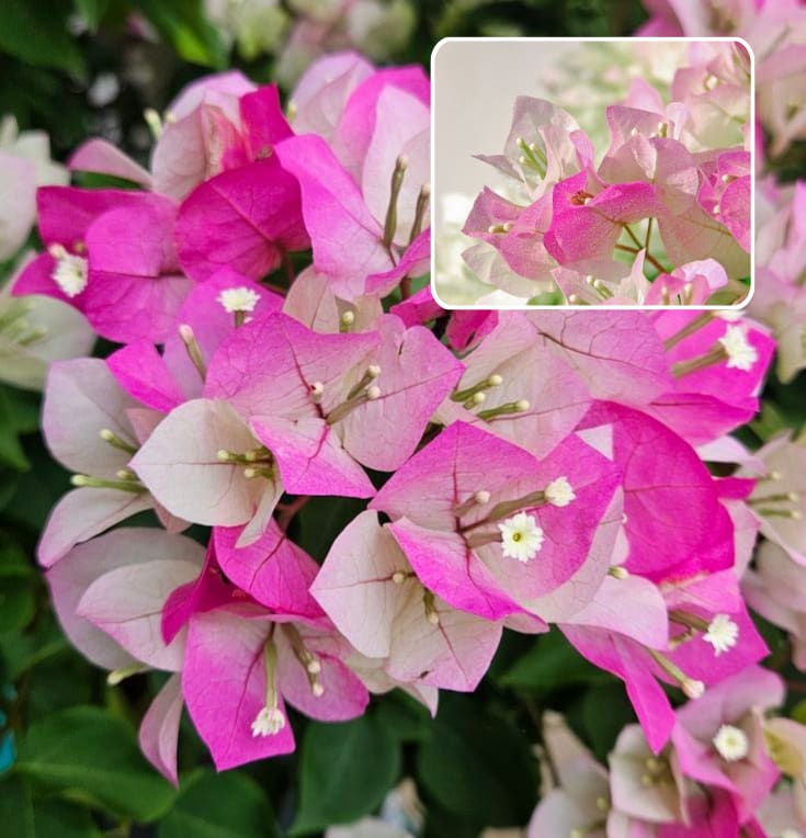 Begum Sikander Bougainvillea (Pack Of 1)