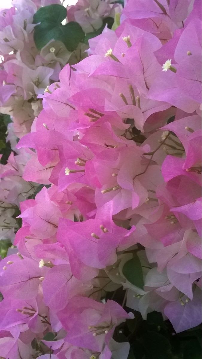 Begum Sikander Bougainvillea (Pack Of 1)