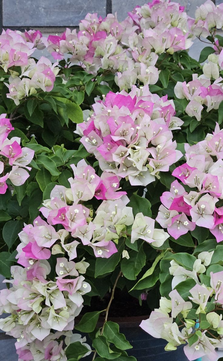 Begum Sikander Bougainvillea (Pack Of 1)