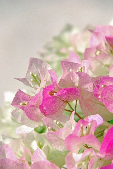 Begum Sikander Bougainvillea (Pack Of 1)