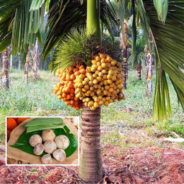 Betel Nut Supari Plant (Pack Of 1)