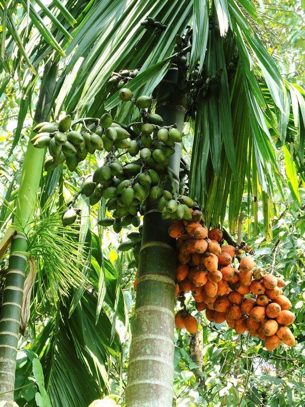 Betel Nut Supari Plant (Pack Of 1)