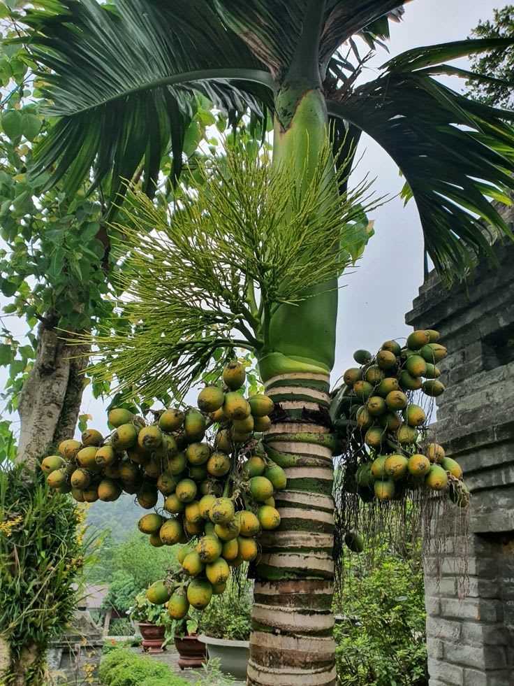 Betel Nut Supari Plant (Pack Of 1)