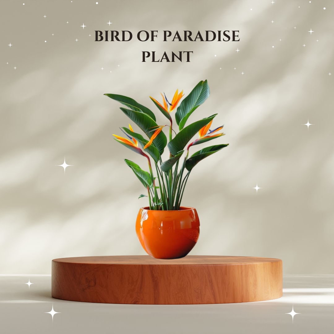Bird Of Paradice (Pack Of 1)