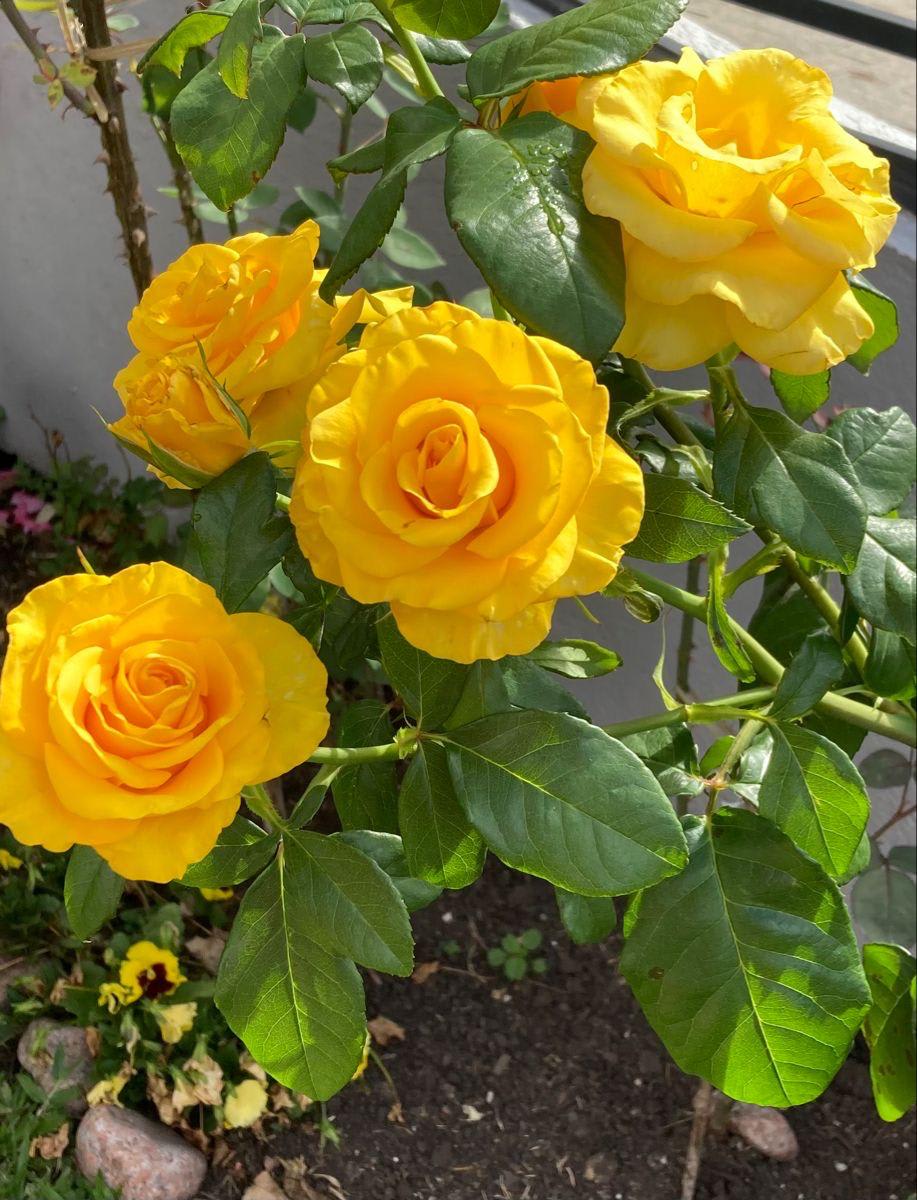 Hybrid Yellow Rose Flower Plant (Pack Of-1)