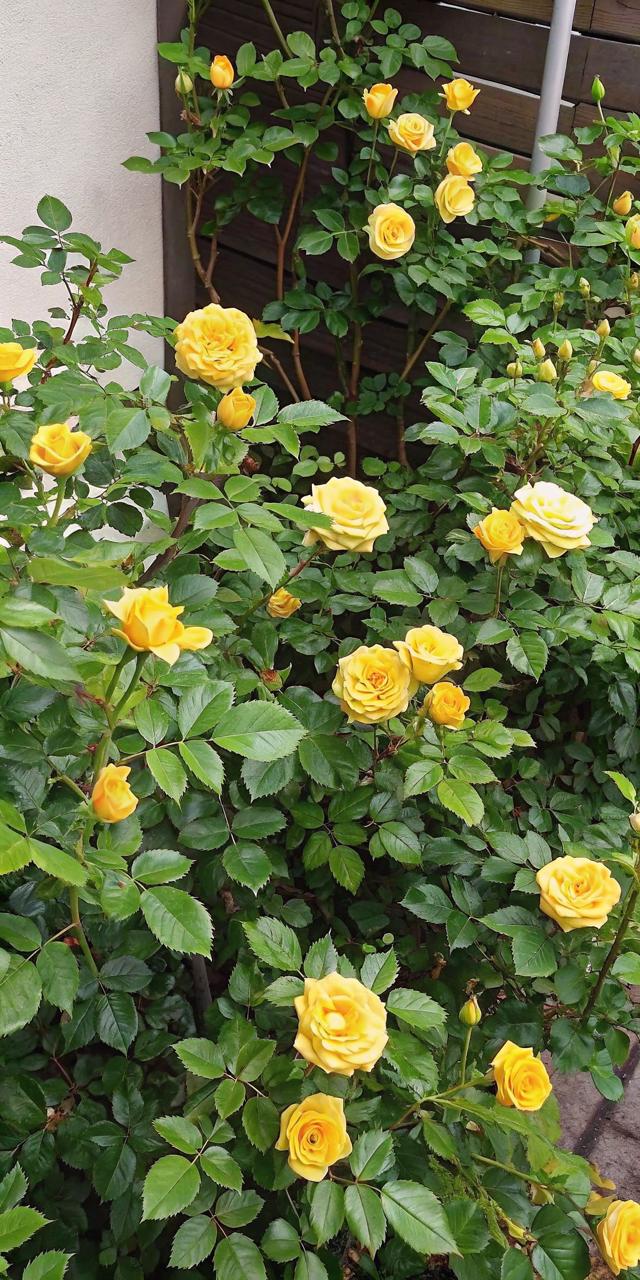 Hybrid Yellow Rose Flower Plant (Pack Of-1)
