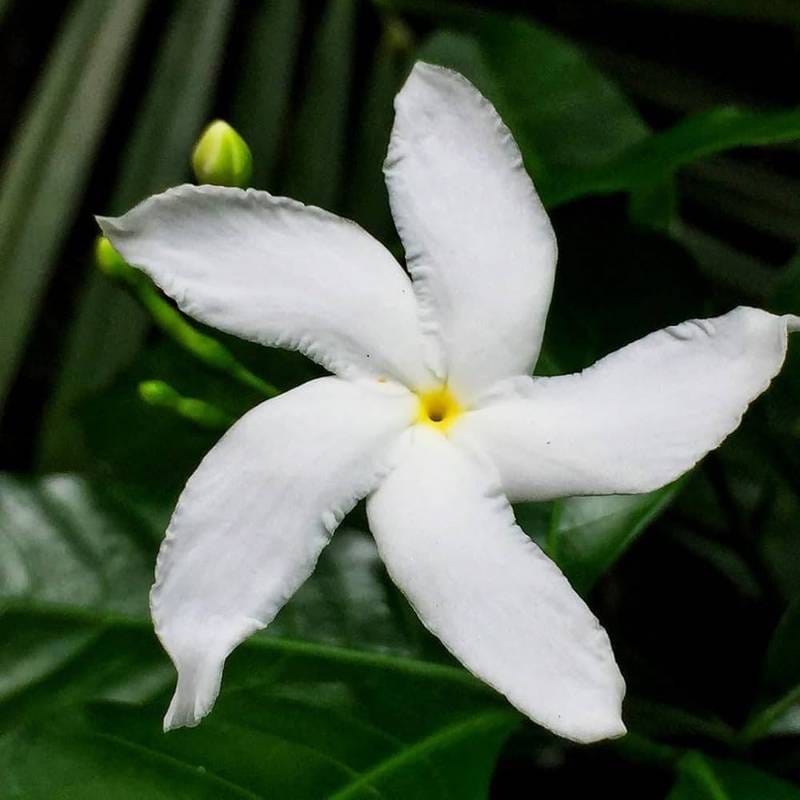 Hybrid White Togor Well Ster Flower Plant (Pack Of-1 )