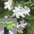 Hybrid White Togor Well Ster Flower Plant (Pack Of-1 )