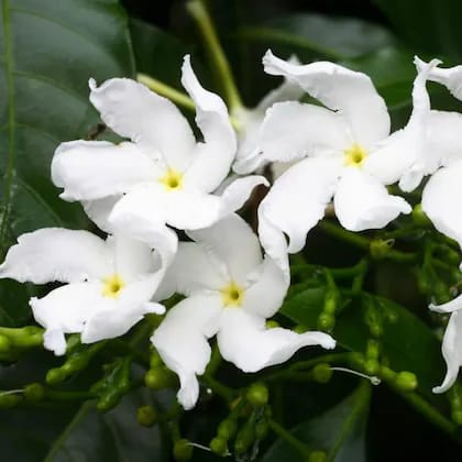 Hybrid White Togor Well Ster Flower Plant (Pack Of-1 )