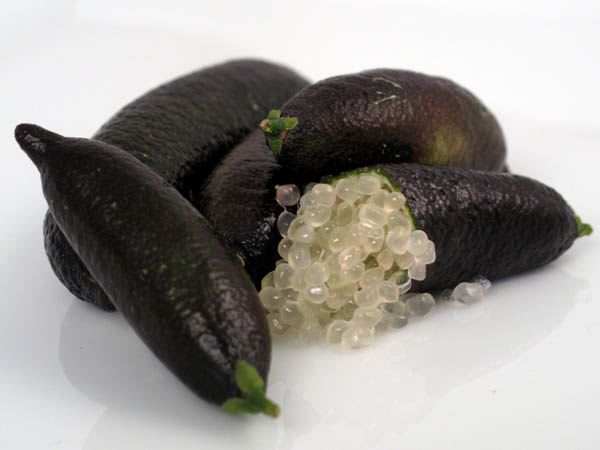 Black Finger Lemon Plant (Pack Of 1)