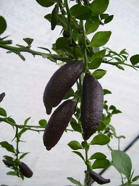 Black Finger Lemon Plant (Pack Of 1)