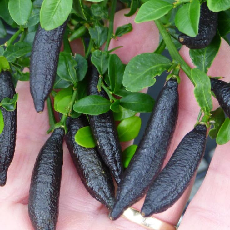 Black Finger Lemon Plant (Pack Of 1)