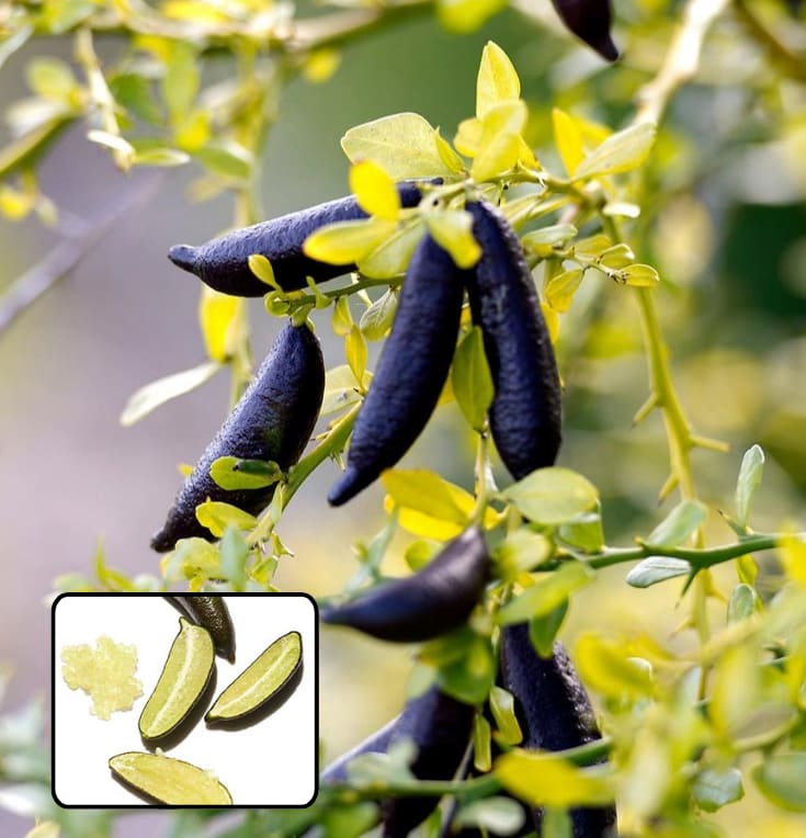 Black Finger Lemon Plant (Pack Of 1)