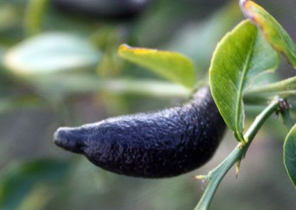 Black Finger Lemon Plant (Pack Of 1)