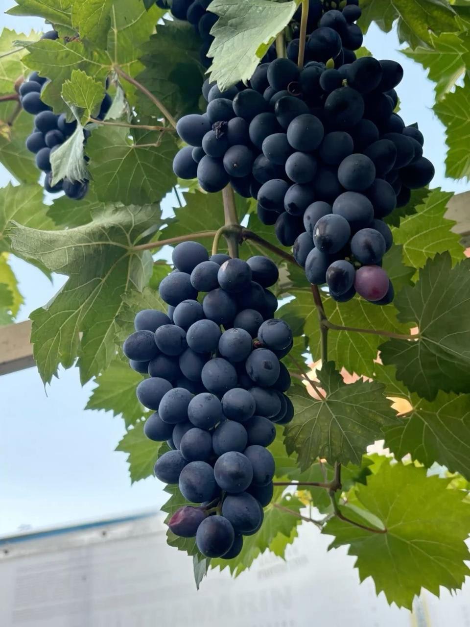 Hybrid Black Grapes Fruit Plant (Pack Of 1)