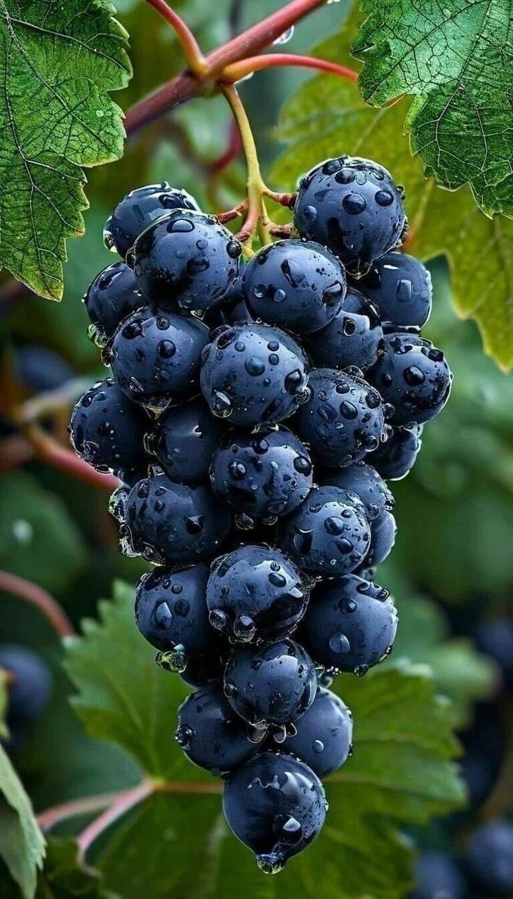 Hybrid Black Grapes Fruit Plant (Pack Of 1)