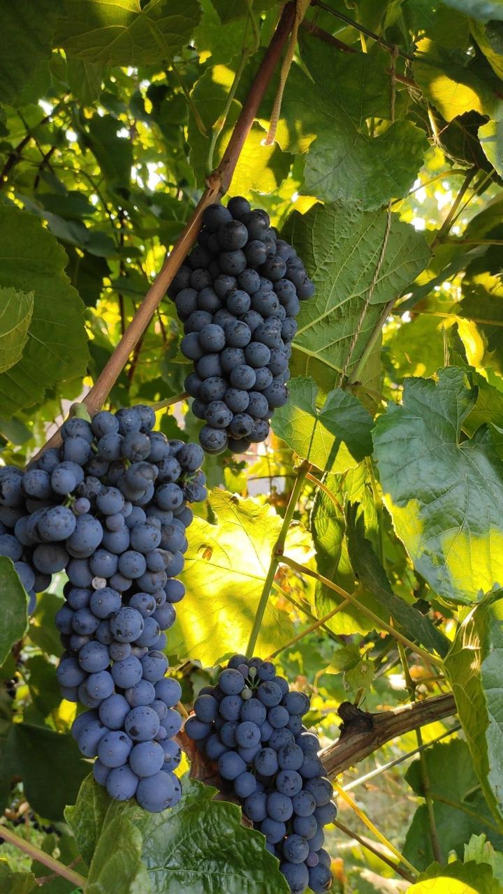 Hybrid Black Grapes Fruit Plant (Pack Of 1)