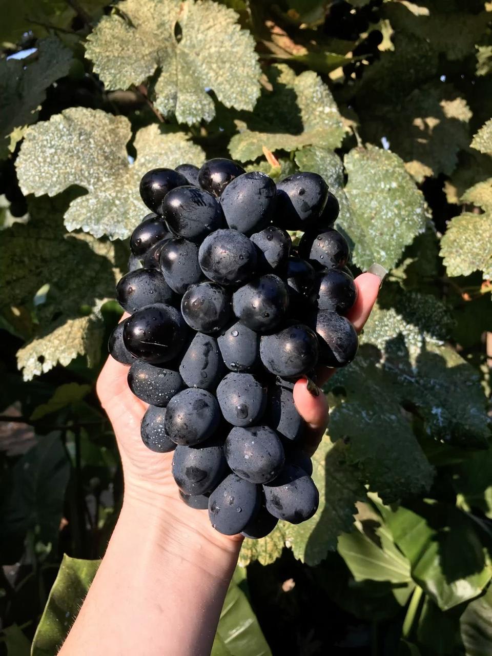 Hybrid Black Grapes Fruit Plant (Pack Of 1)