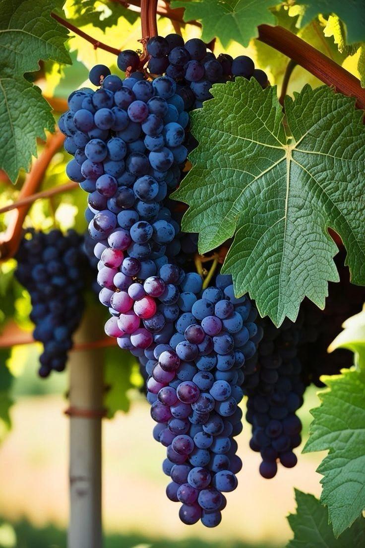 Hybrid Black Grapes Fruit Plant (Pack Of 1)
