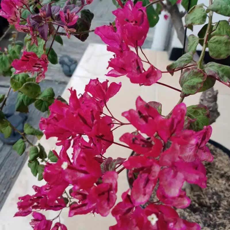 Black Maria Bougainvillea Flowers Plant (Pack Of 1)