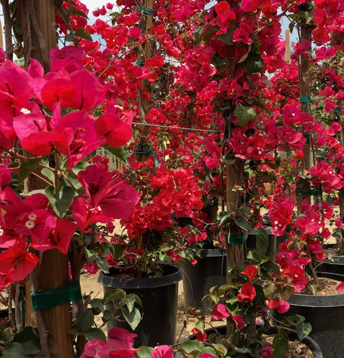 Black Maria Bougainvillea Flowers Plant (Pack Of 1)