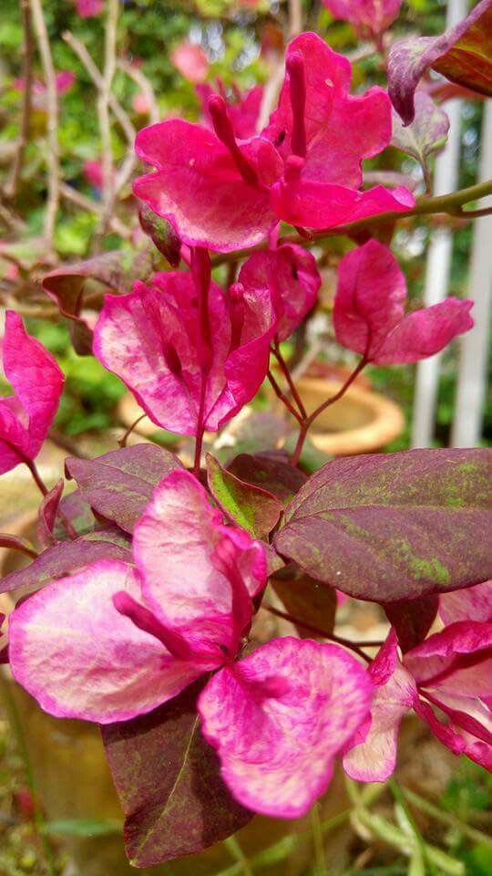 Black Maria Bougainvillea Flowers Plant (Pack Of 1)