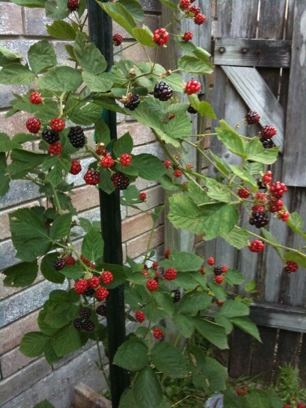 Blackberry Plant Hybrid Plant (Pack Of 1)