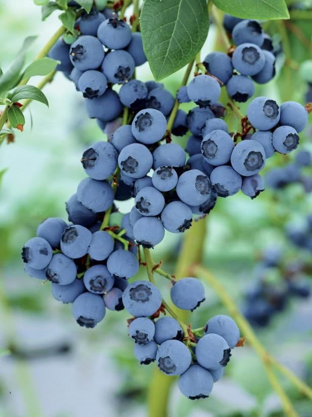 Blueberry Fruit Plant (Pack Of 1)