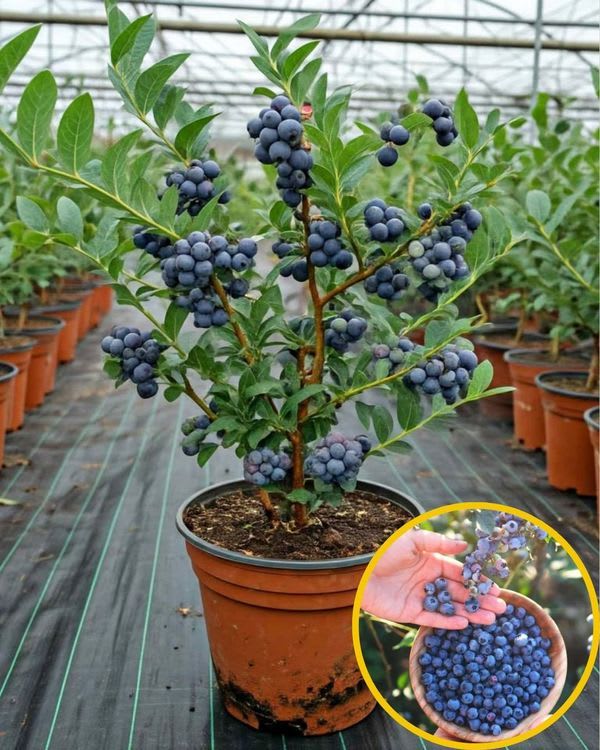 Blueberry Fruit Plant (Pack Of 1)