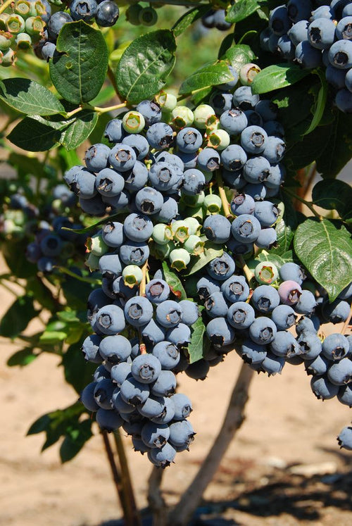 Blueberry Fruit Plant (Pack Of 1)