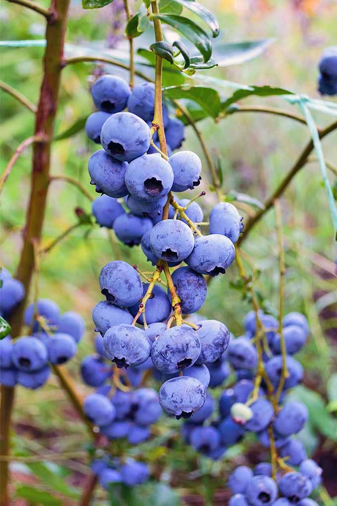 Blueberry Fruit Plant (Pack Of 1)