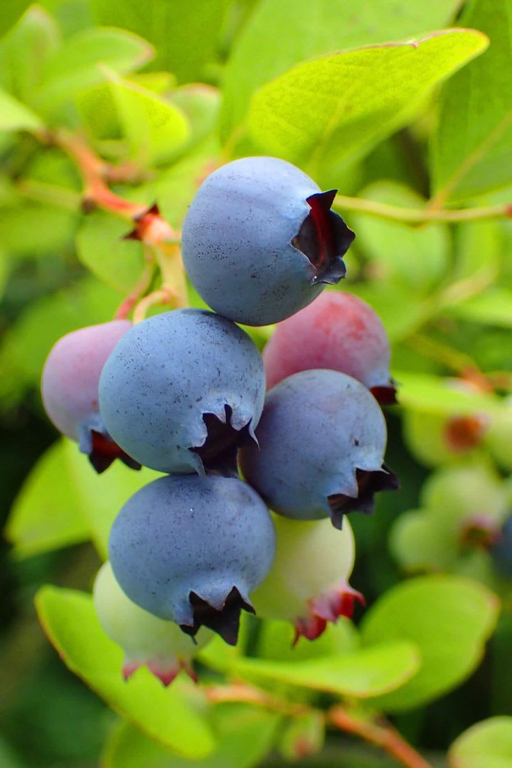 Blueberry Fruit Plant (Pack Of 1)