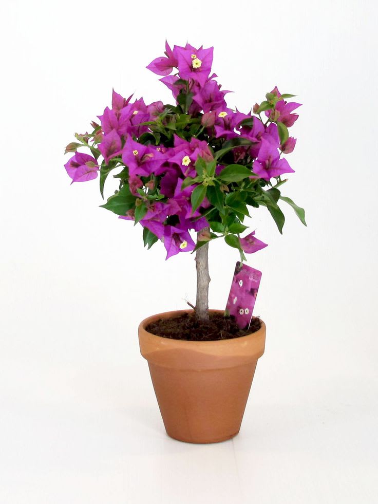 Blush Pink Bougainvillea Plant (Pack Of 1)