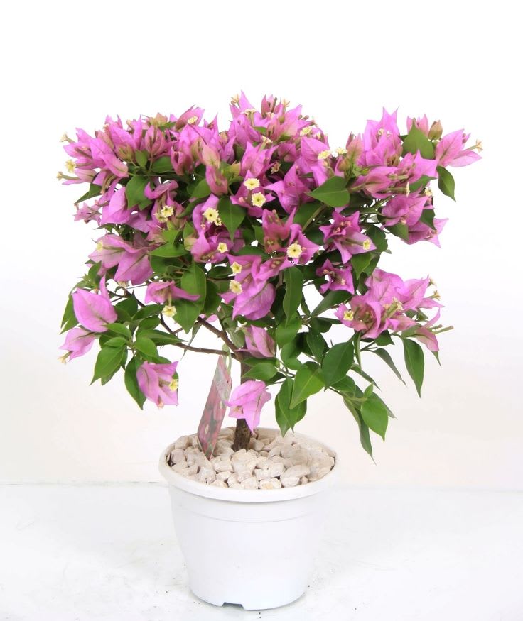 Blush Pink Bougainvillea Plant (Pack Of 1)