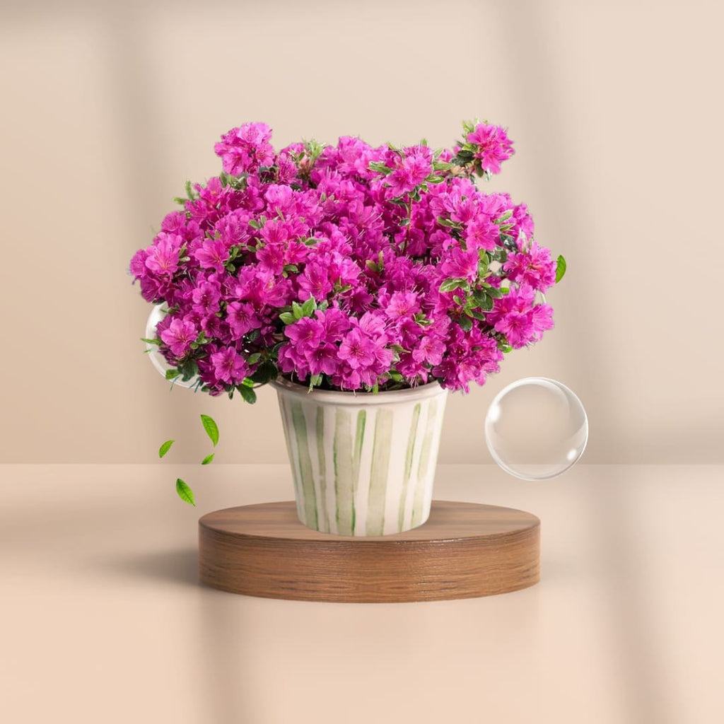 Blush Pink Bougainvillea Plant (Pack Of 1)