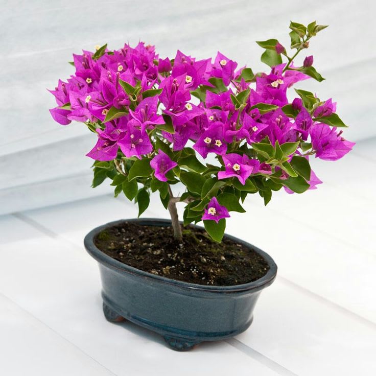Blush Pink Bougainvillea Plant (Pack Of 1)