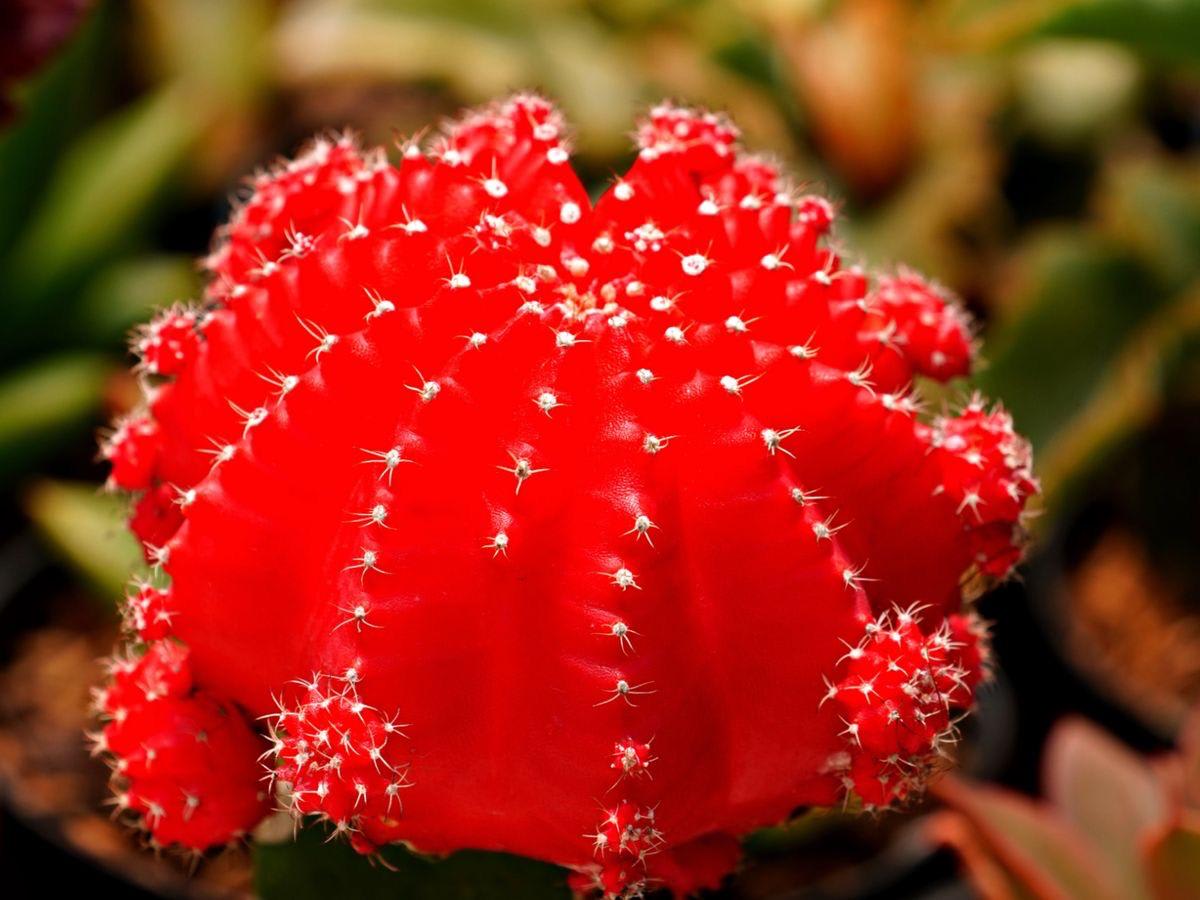 Hybrid Red Moon Cactus Plant (Pack Of-1 )
