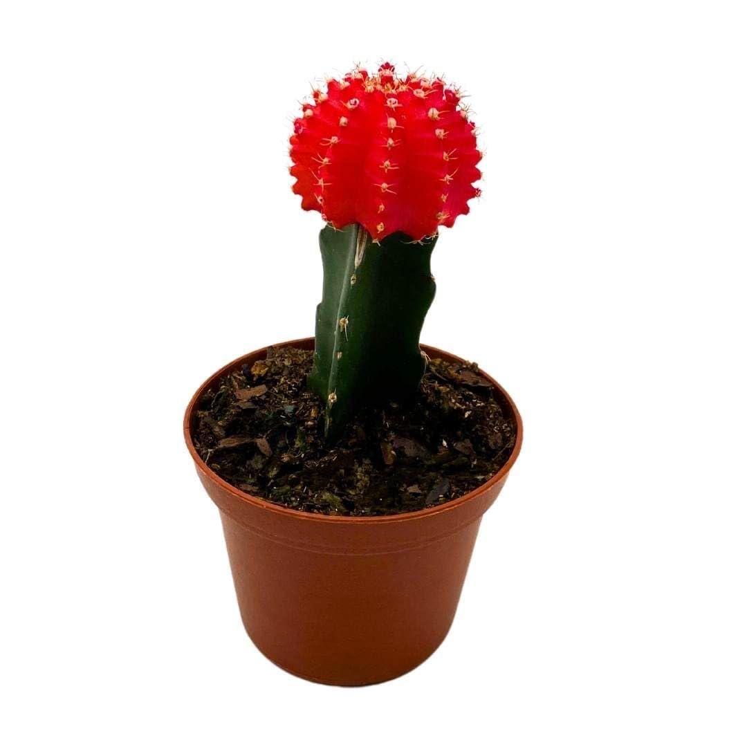 Hybrid Red Moon Cactus Plant (Pack Of-1 )